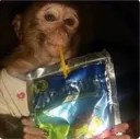 00monkeysip