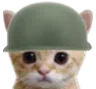 CollieCat CollieCat