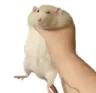 ratgrab2