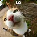 lo