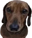 saddog