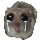 ohcry