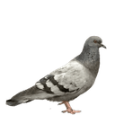 galamb
