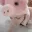 piggif