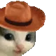 meowdy