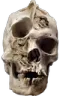skull13