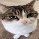 el_gato el_gato