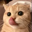 lickcat