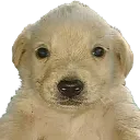 Jotchua