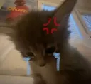 angycat