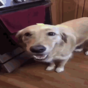 butterdog Discord emoji