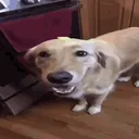 butterdog