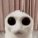hallo
