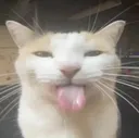 Silly