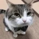 gentlecat