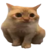 z1_spoingus