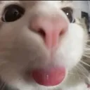 cattongue