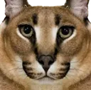 catstarege catstarege