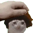 pettricat