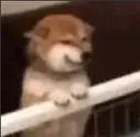 sad_doggesh