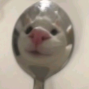 sosilly Discord Emoji from The Litter Box