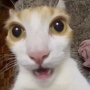 huhhhh Discord Emoji from The Litter Box