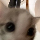 heygirl custom emote - The Litter Box