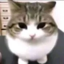 meow meow