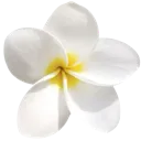 w_flower