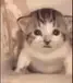 catEXPLODE