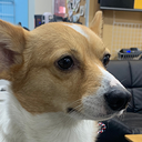 foxserious