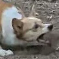 :foxbattle: