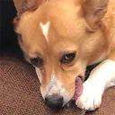 :foxdevil: