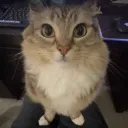 STARE STARE