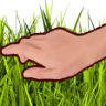 grass