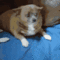 perrito