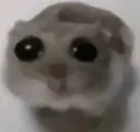 sadhamster