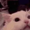 bel_catscream