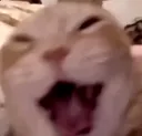 goblincat