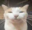 goodcat