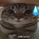 cat_sweat