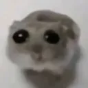 HamsterSad
