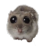 pipipi Discord Emoji - Roblox LatinoAmerica⭐