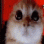 angyr animated GIF emoji from Roblox LatinoAmerica⭐