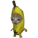 bananacat