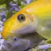 FishSmooches
