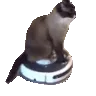 aroombacat