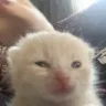 HelperCat