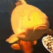 plupYUMYUM
