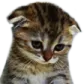 sadcat
